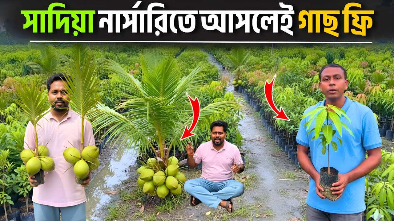 সাদিয়া নার্সারিতে আসলেই গাছ ফ্রি 😱| Sadia Nursery | Best Fruit Nursery in West Bengal | ফলের বাগান