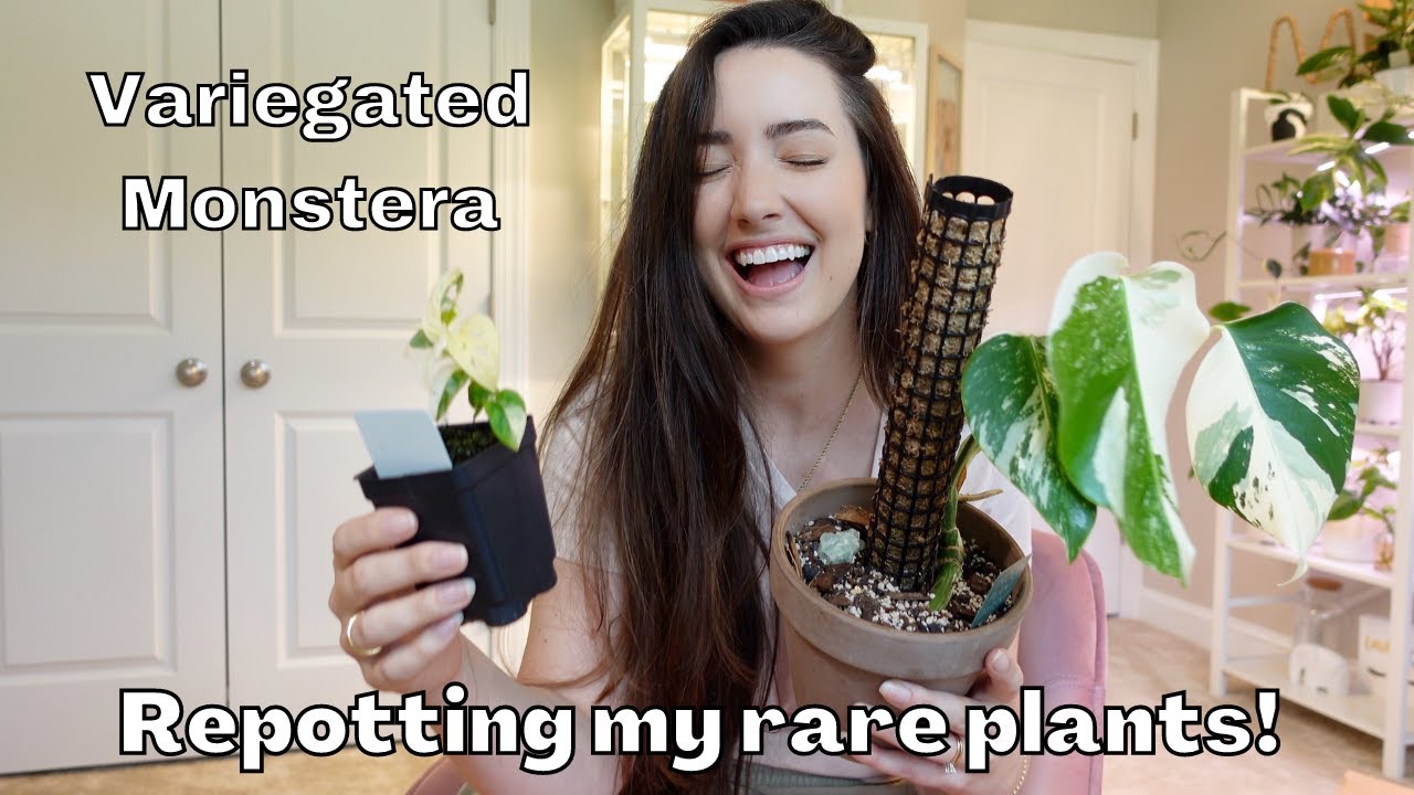 Repotting my RARE Variegated Monstera!