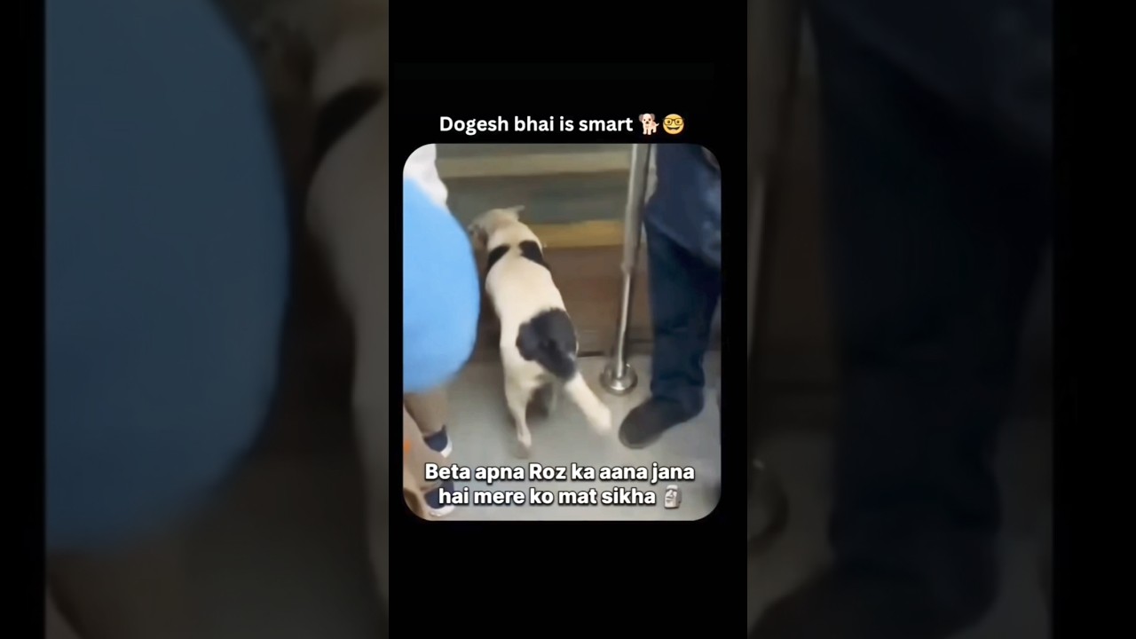 Dogesh Bhai is smart 🐕🤓 #dog #punjabisong #gangster #goodvibes #shortvideo #memes #dogs #viralvideo