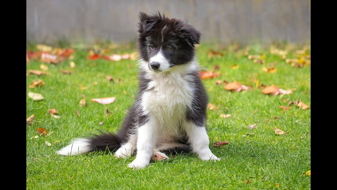 Cuidados para un cachorro de Border collie