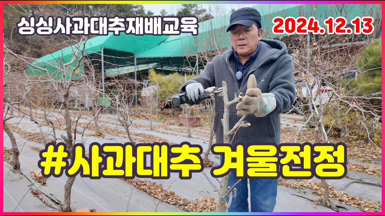 241213 싱싱사과대추 재배교육 , 겨울전정 , 왜성재배 전정기법