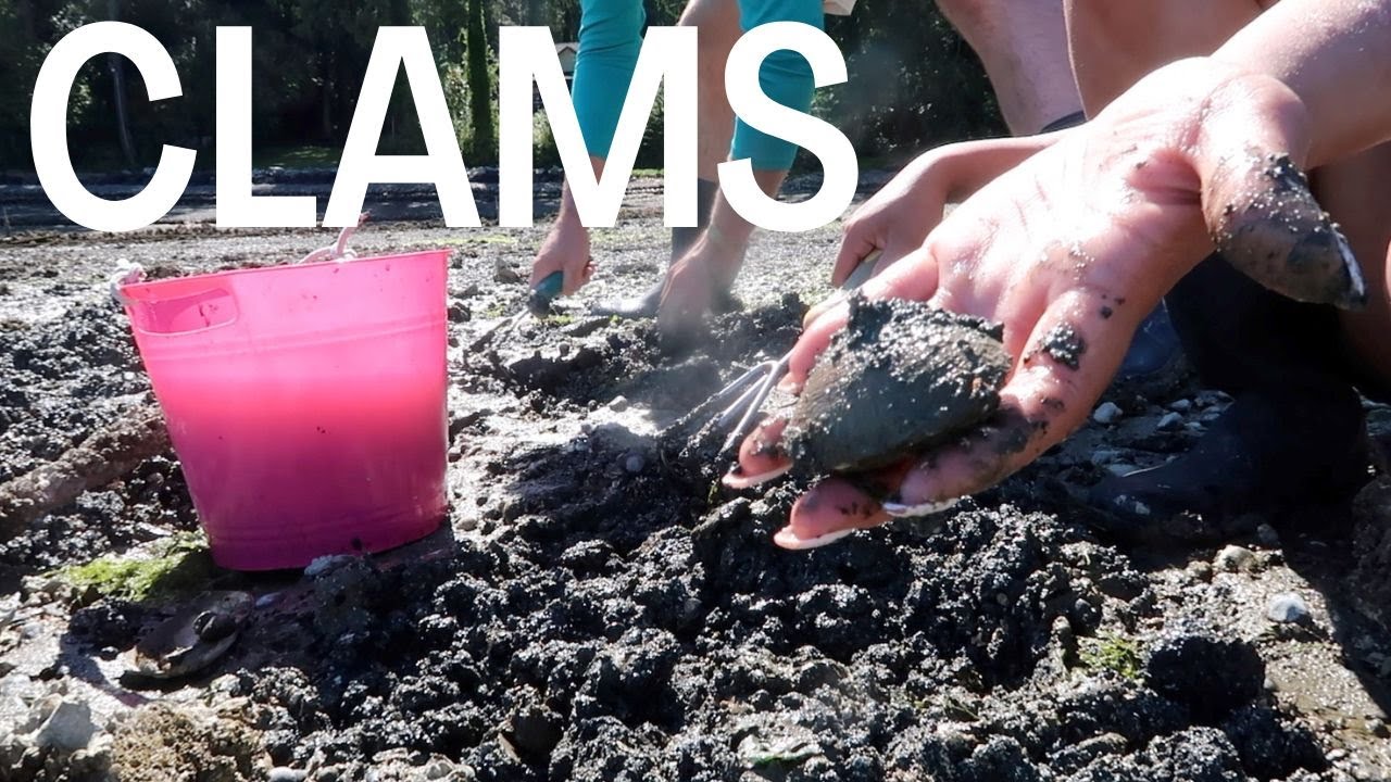 Catch and Cook: Giant Butter Clams in Washington!