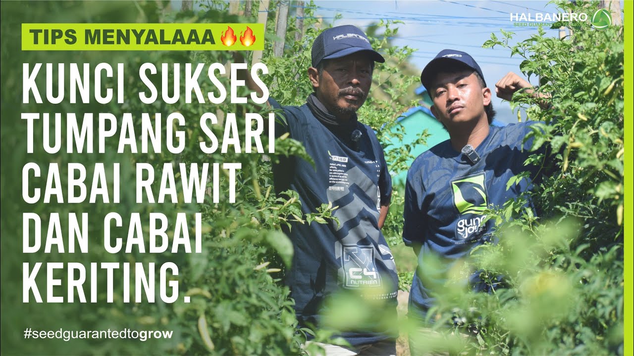 TIPS MENYALAA🔥🔥🔥!!!  TUMPANG SARI CMK & CRM PANEN DISAAT HARGA MAHAL