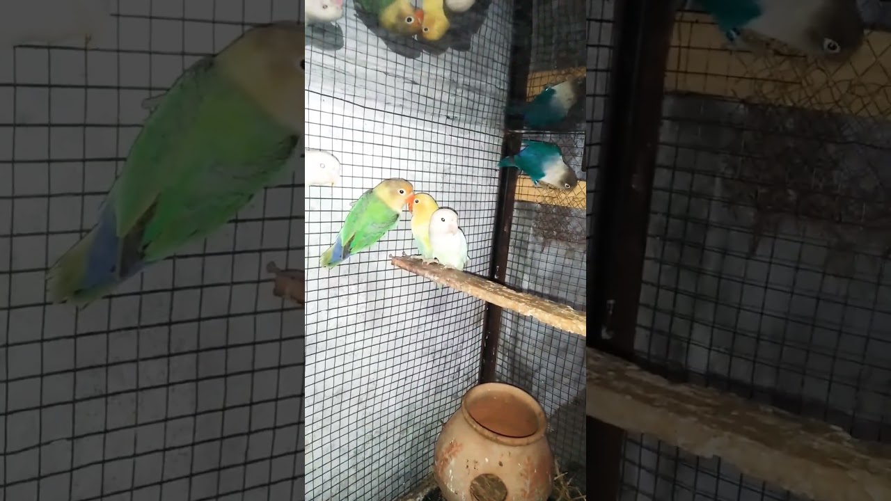 Sheikh Birds Avery Malikwal dari house block number 3 Sillalwali