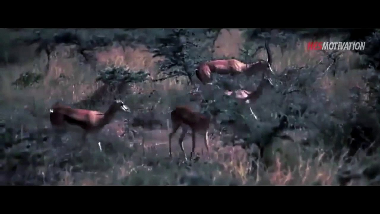 Eric Thomas: Lessons from the life of the Gazelle and the Lion