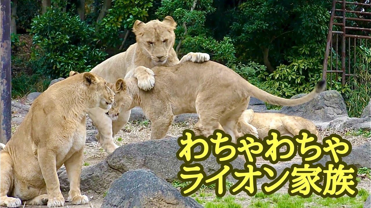 ライオンファミリー　楽しそうに過ごしています【とべ動物園】Lion family Tobe Zoo 