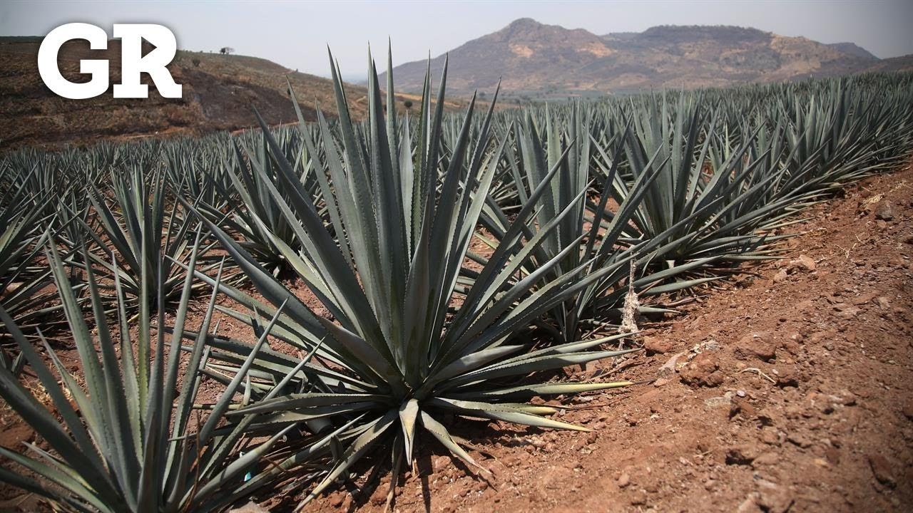 Agave: ¿negocio o despojo?