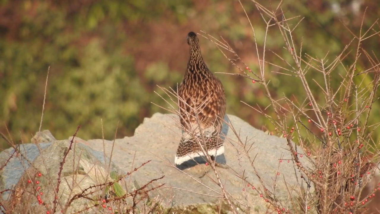 sclater  monal .