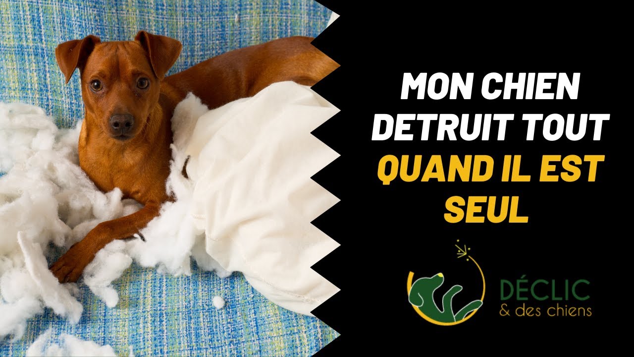 Mon chien détruit tout quand il est seul, que faire ?