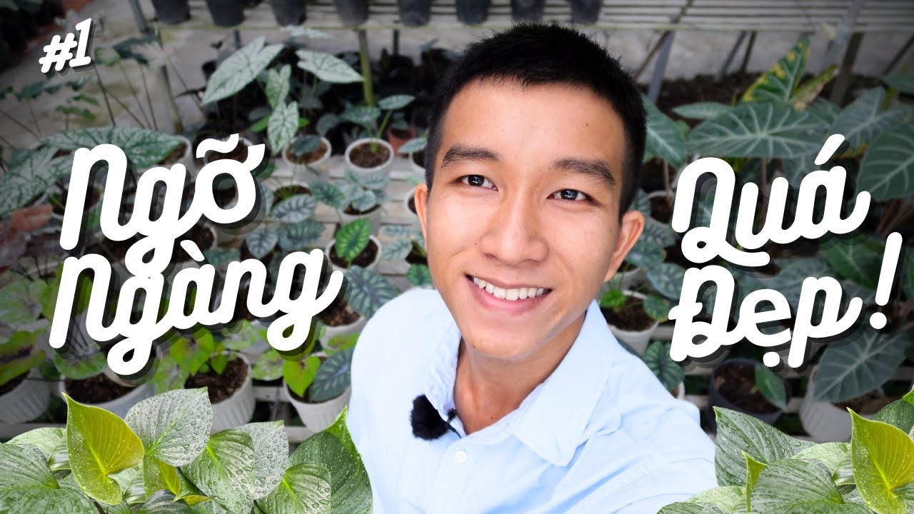 Đẹp Ngỡ Ngàng 