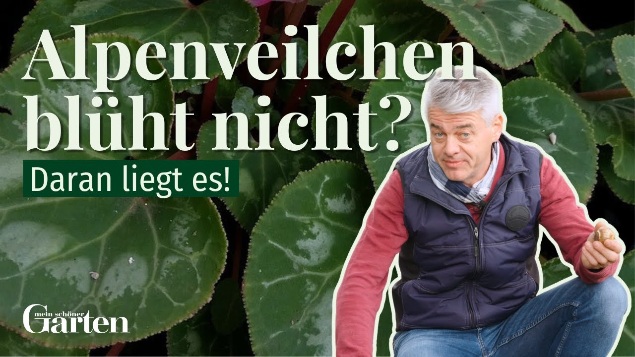 Alpenveilchen pflegen: Die 3 gr&ouml;&szlig;ten Fehler