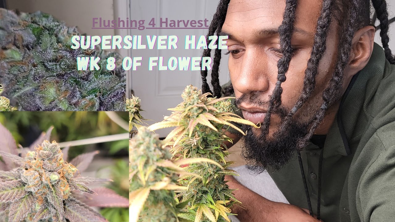Super Silver Haze Harvest Flush (Week 8 of Flower Update)