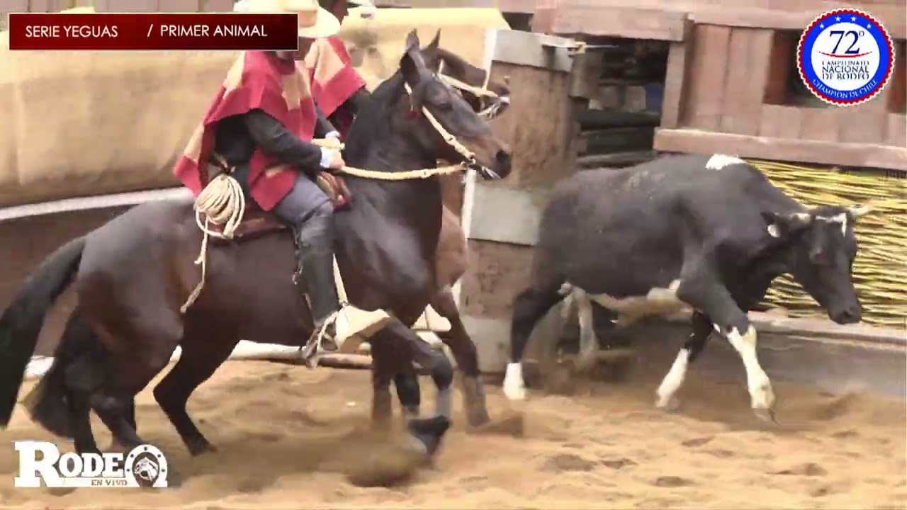 Serie Yeguas / 72° Campeonato Nacional de Rodeo