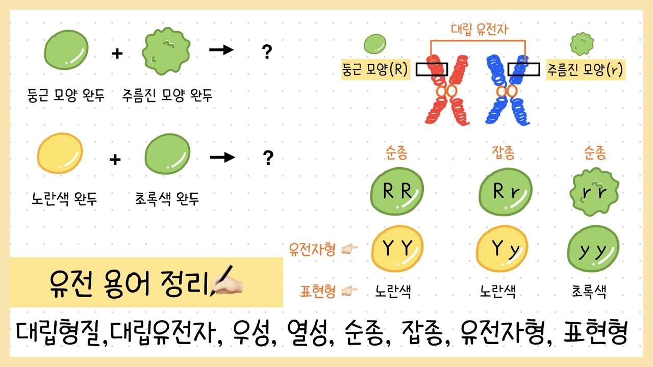 [중③ 5단원] 4강. 유전 용어 정리✍🏻￨대립 형질￨대립 유전자￨우성과 열성￨순종과 잡종￨표현형과 유전자형🧬