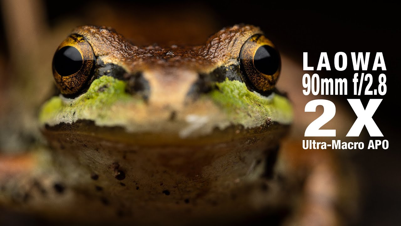 A Late-night Review of the Laowa 90mm f/2.8 2X Ultra-Macro APO
