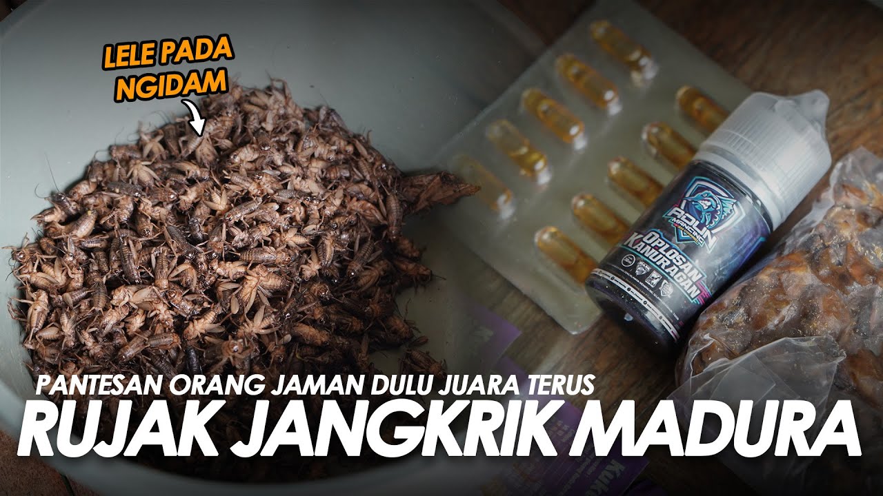 RUJAK JANGKRIK ASEM MADURA !! RAMUAN GACOR TURUN TEMURUN DARI NENEK MOYANG || Am#636