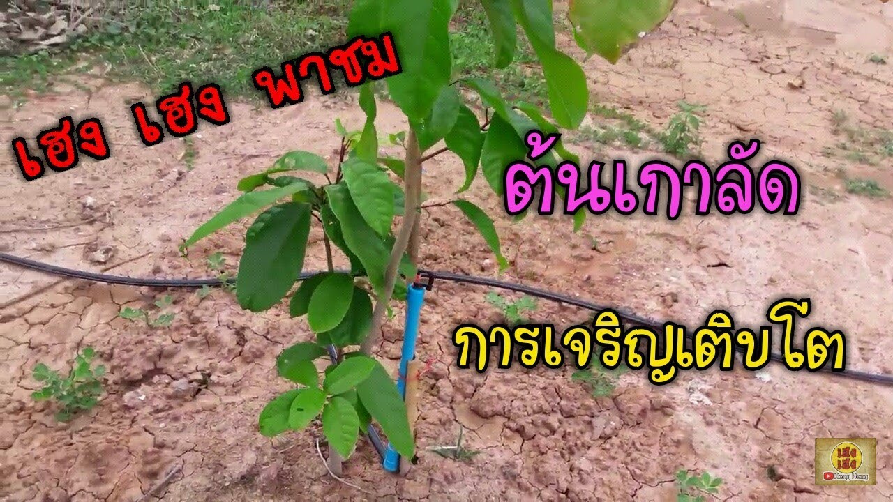 ต้นเกาลัด การเจริญเติบโต เฮงเฮง ชาแนล #HengHeng #ปลูกเกาลัด