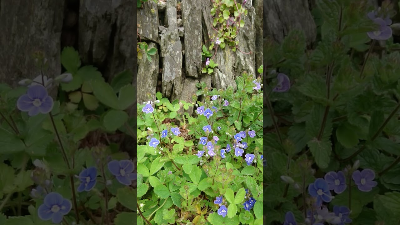 Germander speedwell, British wildflower