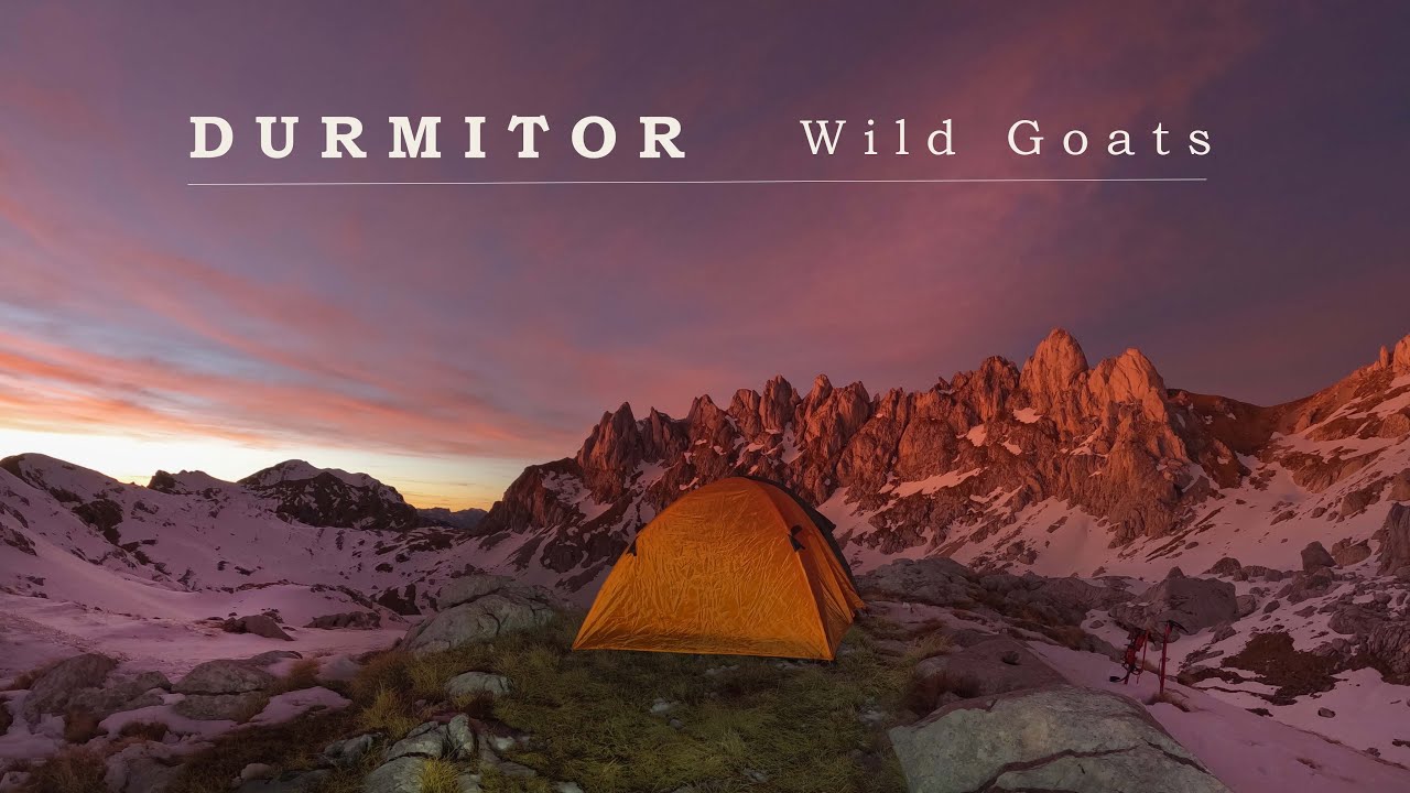 Durmitor - Wild goats