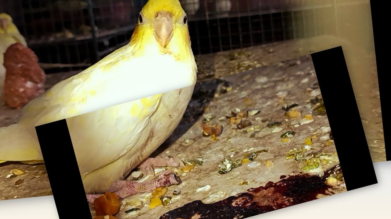 অবাক কান্ড ককাটেল পাখির নোখ নেই আর রক্তে ভেজা #birds #coctailbird #pets #highlights #birdlovers 