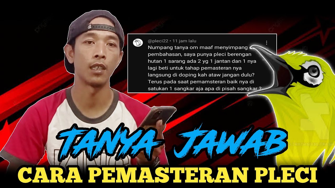 CARA PEMASTERAN PLECI GACOR // TANYA JAWAB - MARKAS TJM #viral