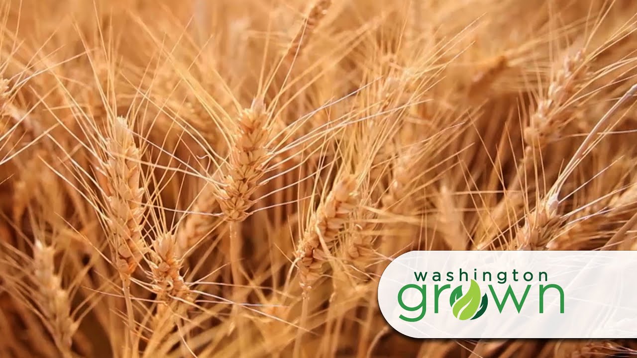 Growing and Developing WA Wheat | Washington Grown | S7E10