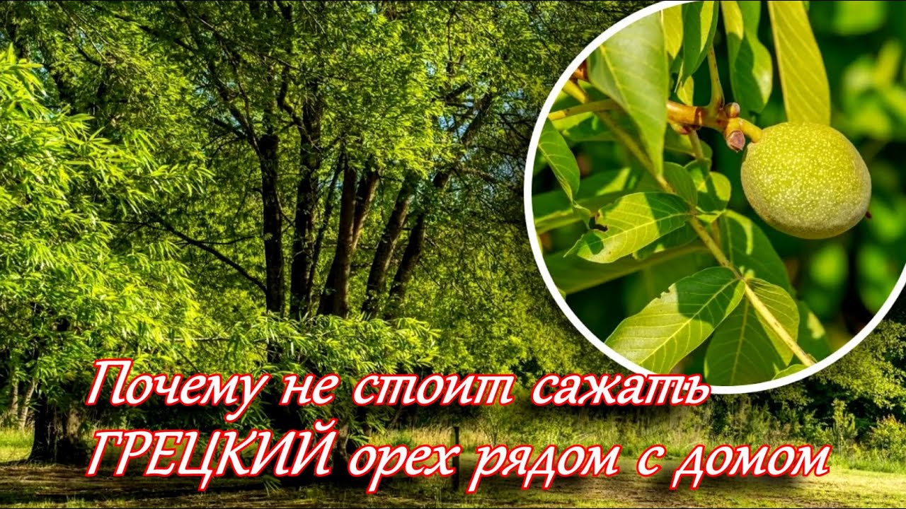 ➤ Почему не стоит сажать грецкий орех рядом с домом ➤ Грецкий орех