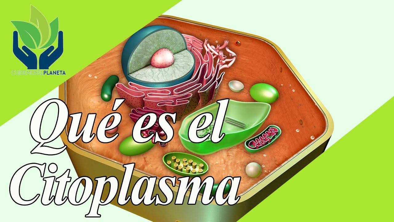 Citoplasma: explicaci&oacute;n y ejemplos