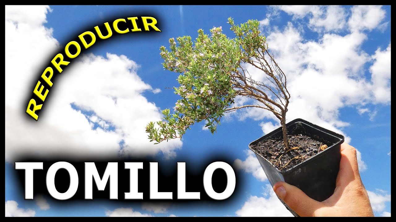 La Mejor Forma de Reproducir TOMILLO y muy Fácil por ATLASNUBE autogestión / Reproduce THIM easy
