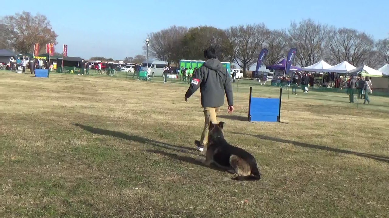 ＪＫＣ ＳＴ連合会東日本訓練競技会 服従スペシャル ～スタッフ犬 うーちゃん～