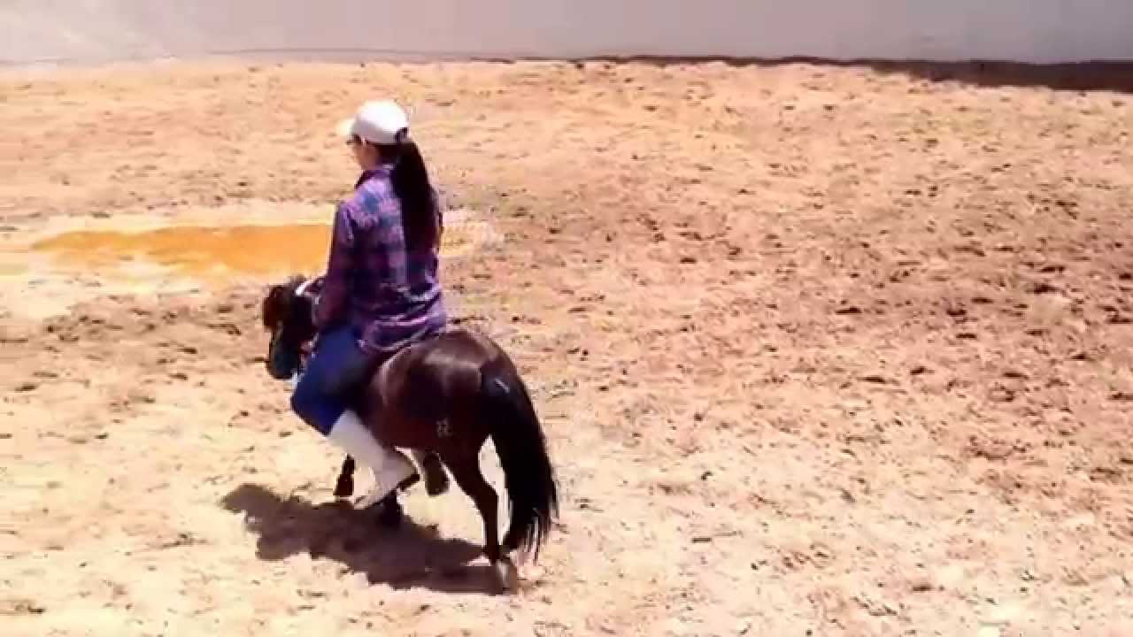 Caballo miniatura
