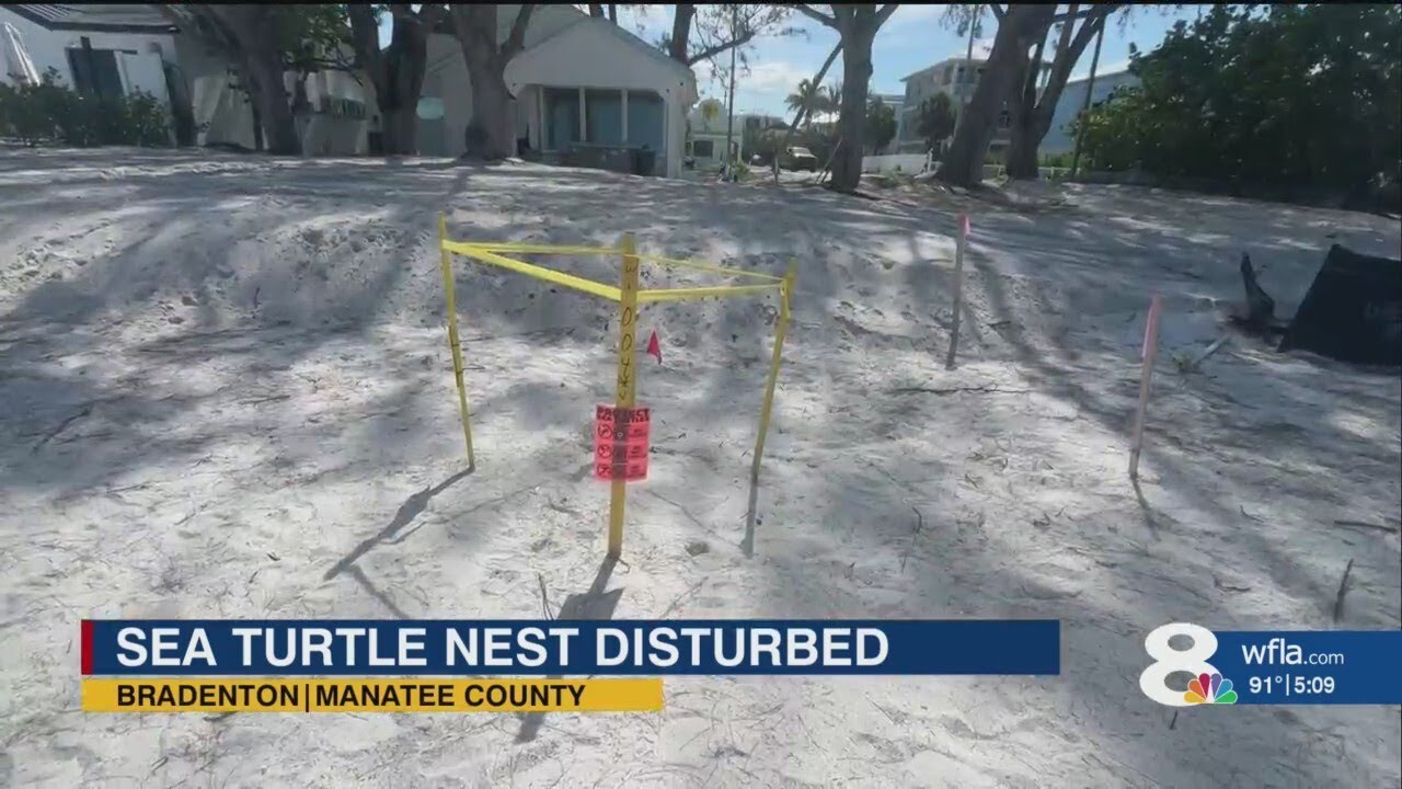 Sea turtle nest disturbed on Bradenton Beach