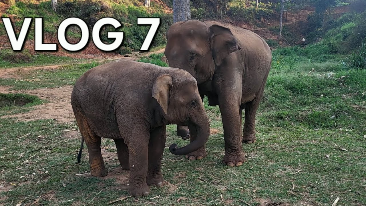 Visite du Wat Chedi Luang et journée avec les éléphants