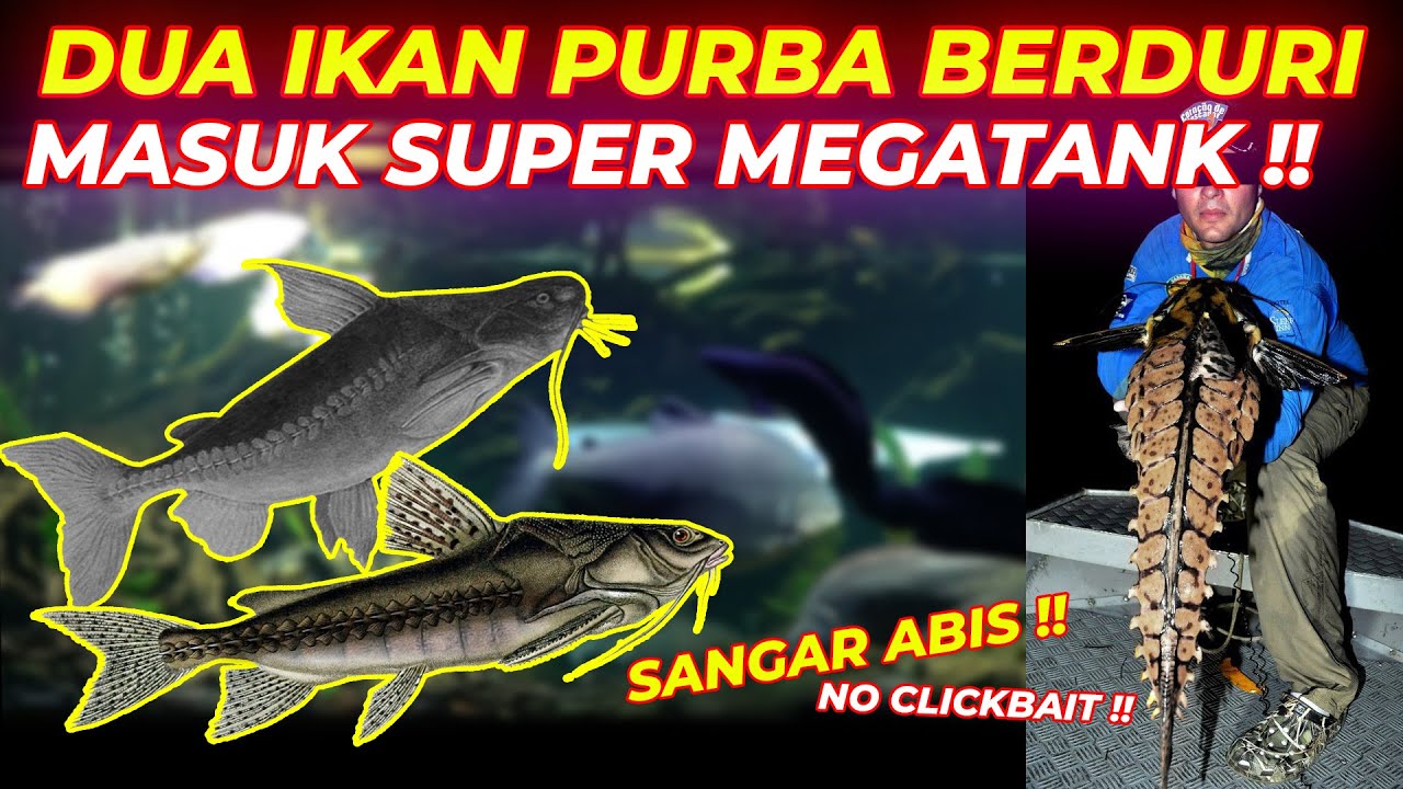 PENGHUNI BARU,INI IKAN PALING SANGAR !!