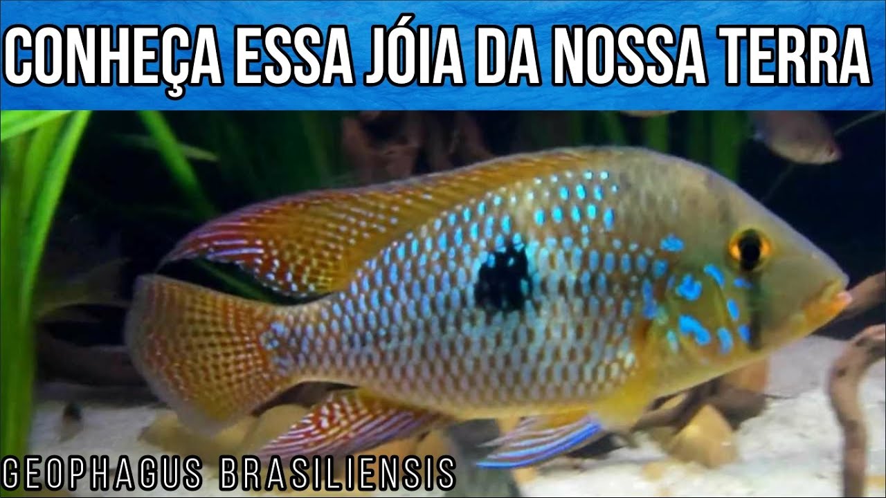 Conheça o Geophagus Brasiliensis um Tesouro da nossa Terra