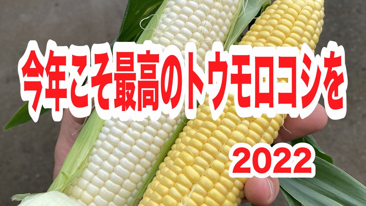 今年こそ最高のトウモロコシを作ろう2022