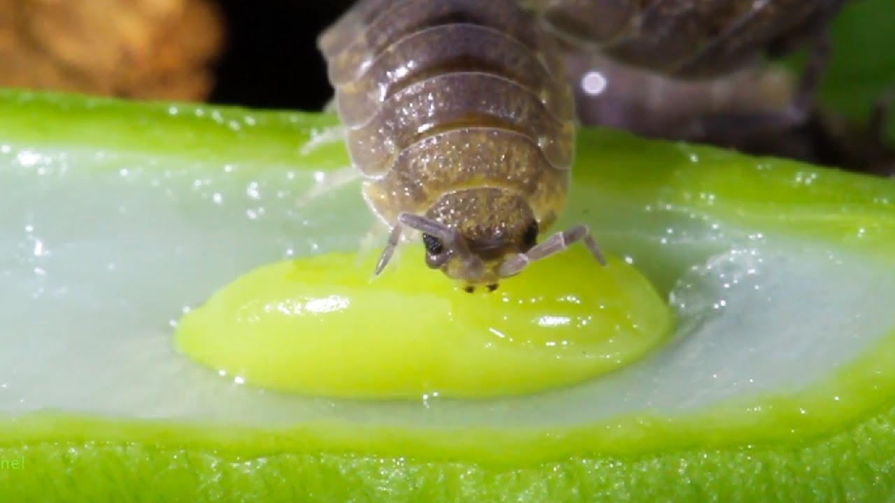 Isopods Eat Green Beans