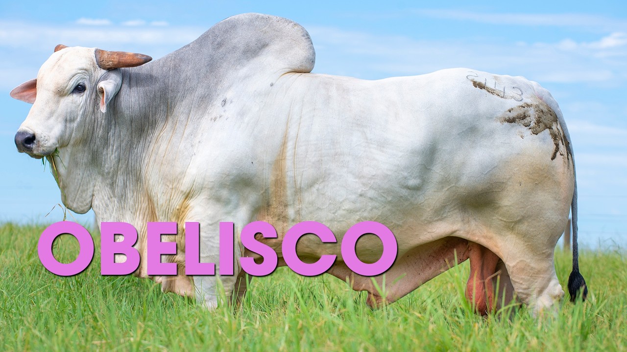 CEN OBELISCO - TOURO NELORE