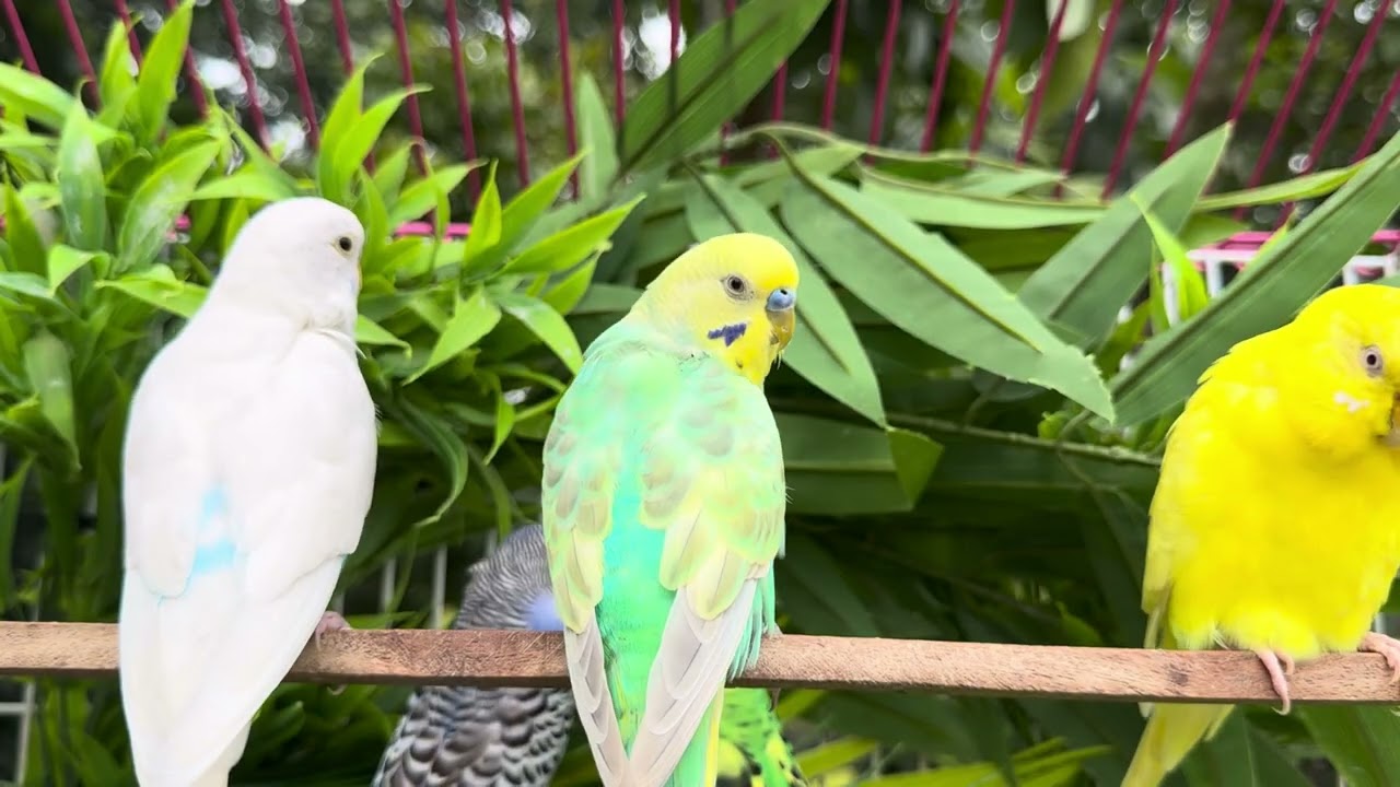 Mango and Chutney 🦜 10 Hours of Happy Budgie Singing & Talking