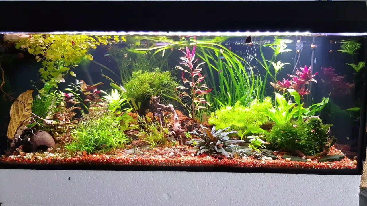 24.06.2022 - Gesellschaftsaquarium Aktualisierung