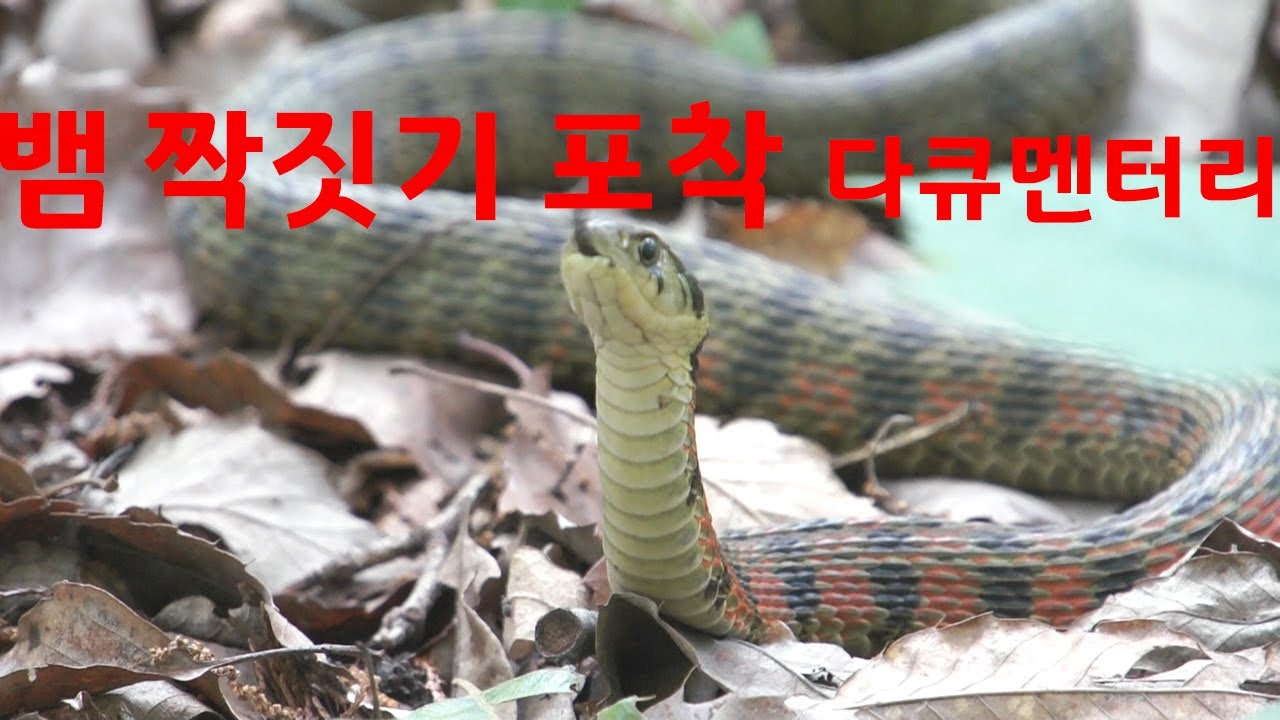 땅꾼이 발견한  뱀 짝짓기 포착, 국내 최초   Snake-jawing