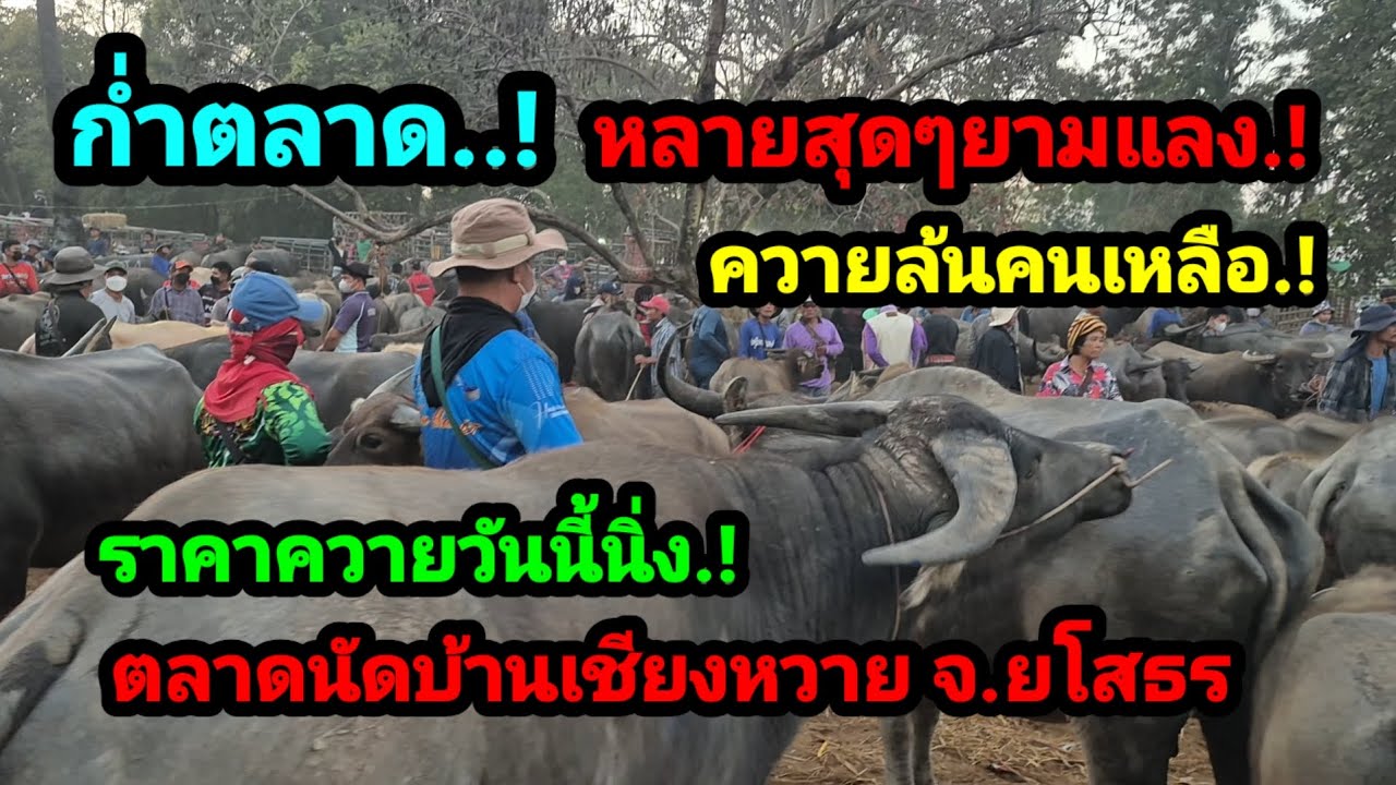 ราคาควายวันนี้ เปิดราคาควายล่าสุดวันนี้สำรวจราคาควายตลาดนัด#เปิดราคาควายน่าซื้อ#ซื้อขายควายน่าเลี้ยง