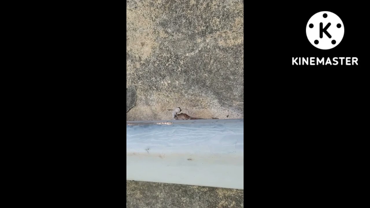 MOTHER LIZARD HOLDING HER BABY IN MOUTH