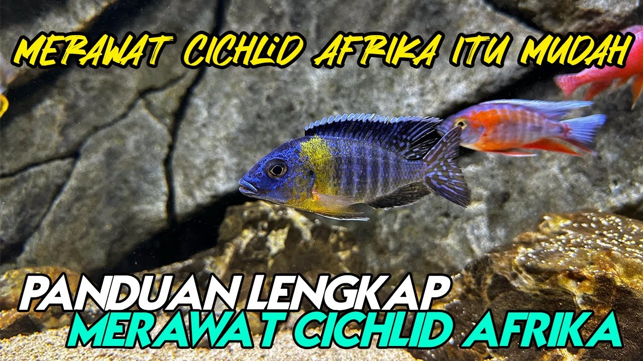 KATA SIAPA PELIHARA CICHLID ITU SUSAH? - PANDUAN LENGKAP MEMELIHARA CICHLID AFRIKA