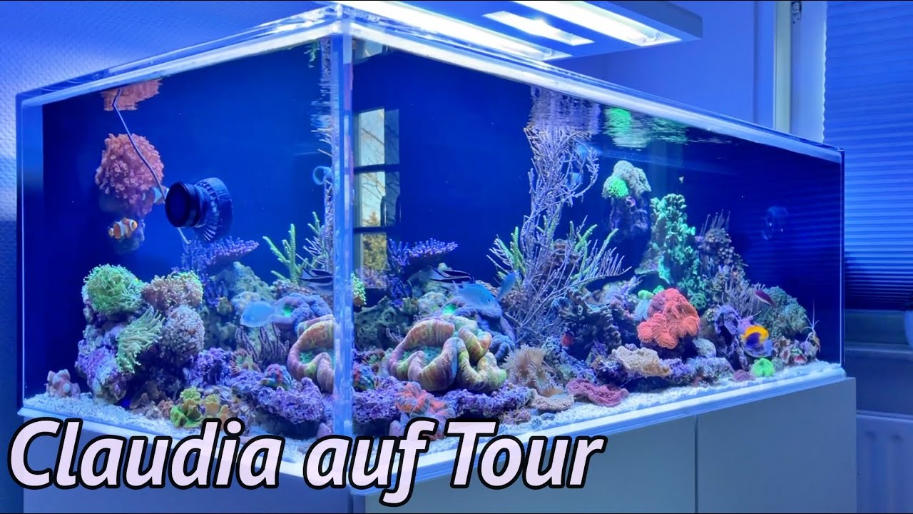 Meerwasser Umzug - und ein neues Acryl Becken. On Tour mit Claudia