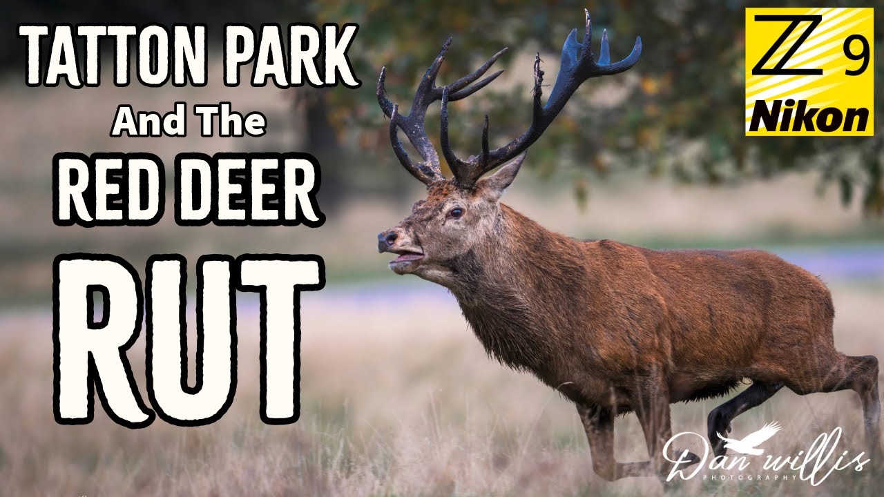 Red Deer Rut Tatton Park