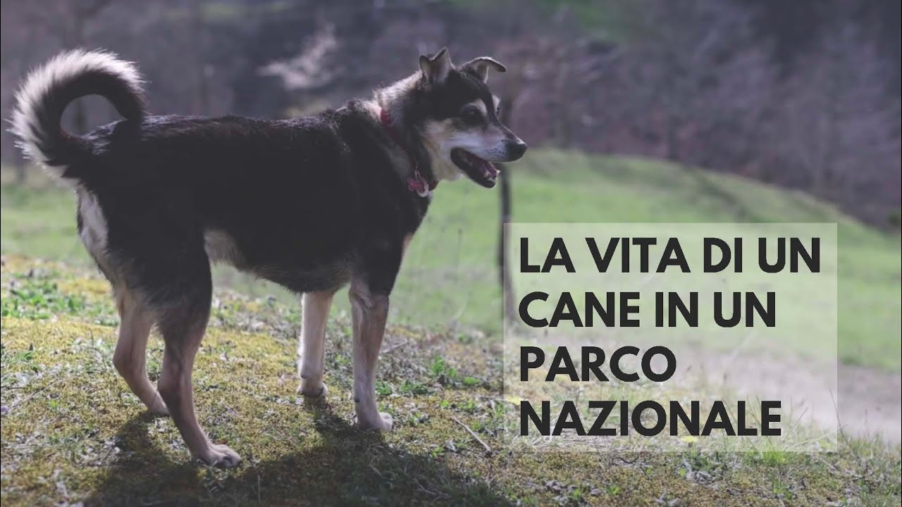 CANI E FAUNA SELVATICA - Impatti, pericoli, prevenzione e buone pratiche