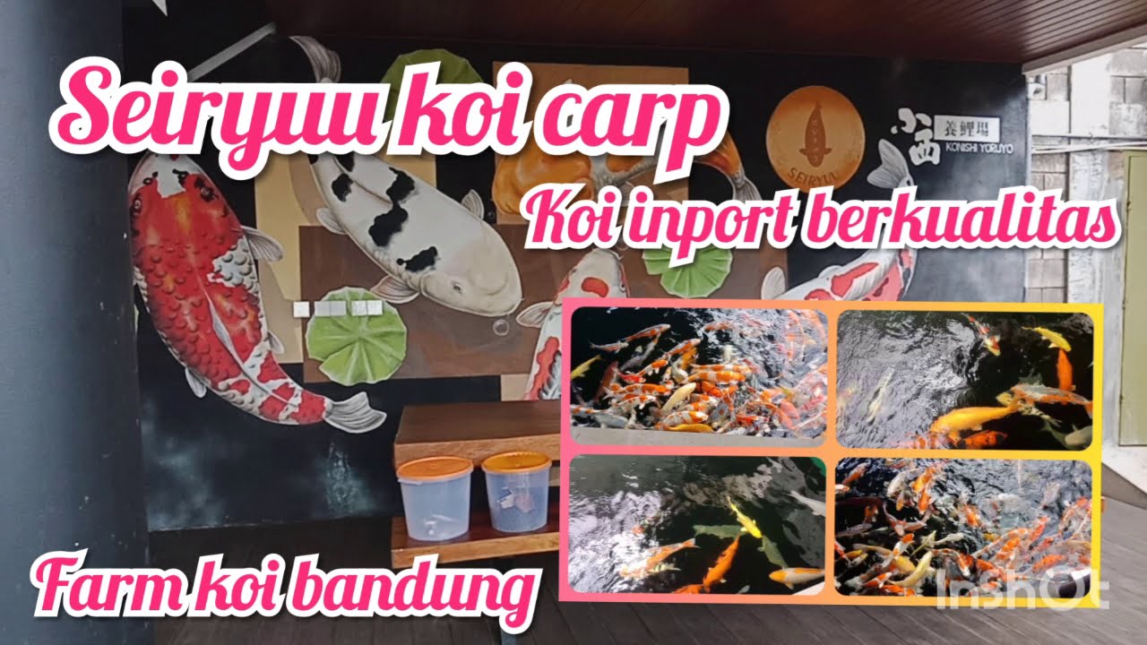 Seiryuu koi carp #farmkoibandung #koiimport #ikankoiberkualitas #kujaku #showa #sankei #kohaku
