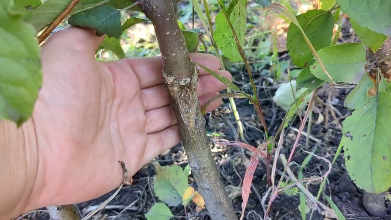 Привитые яблони