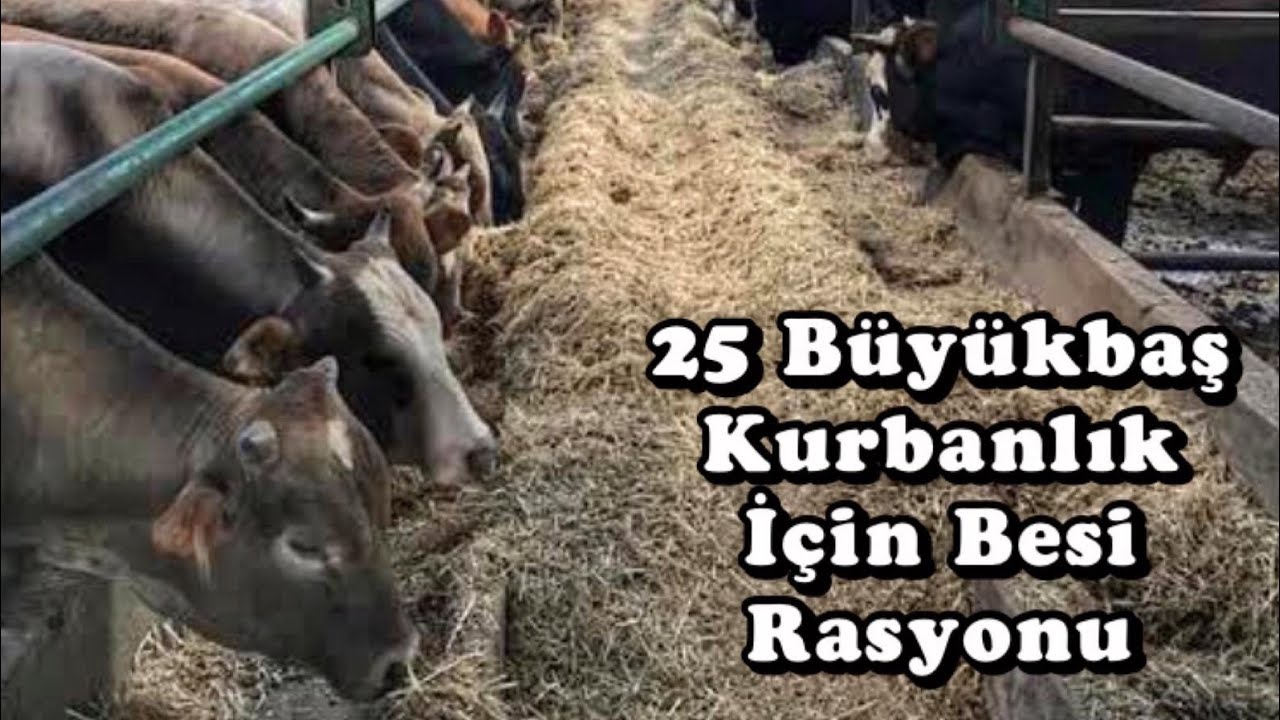 KURBANLIK BESİ RASYONU // KURBAN NASIL BESLENİR ? BÜYÜKBAŞ HAYVANCILIK..